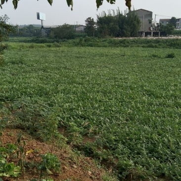精品西瓜长期供货