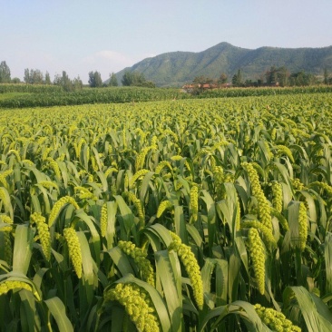 正宗大崮后小米（新货）