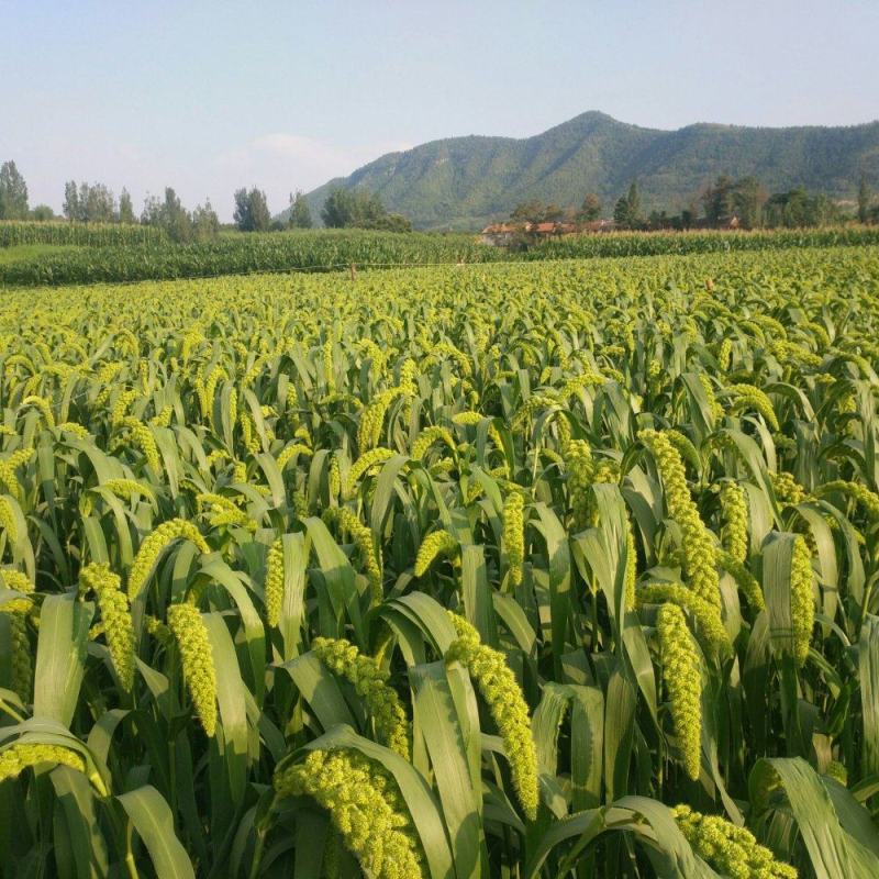 正宗大崮后小米（新货）