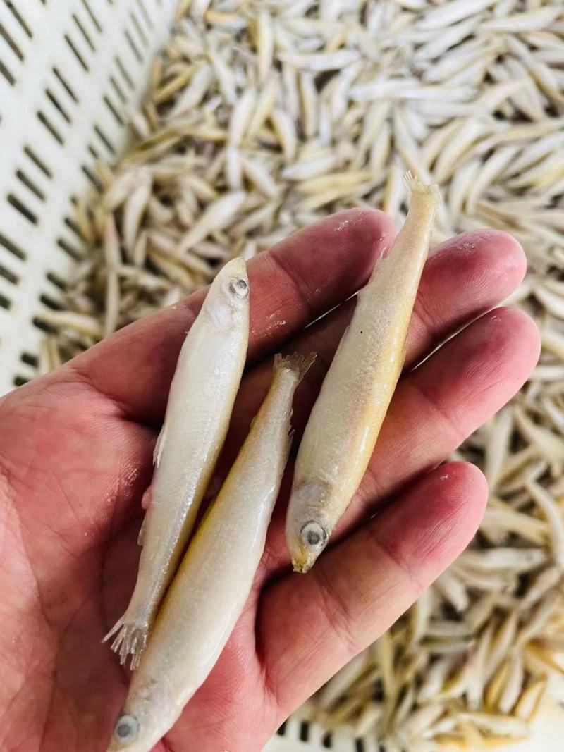 冷冻批发公鱼鲜活冷冻物流包邮
