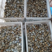 ***鹌鹑蛋现货秒发量大优惠