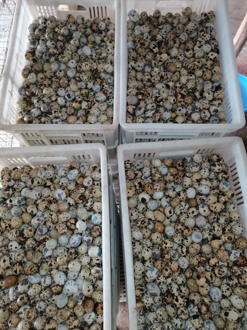 ***鹌鹑蛋现货秒发量大优惠