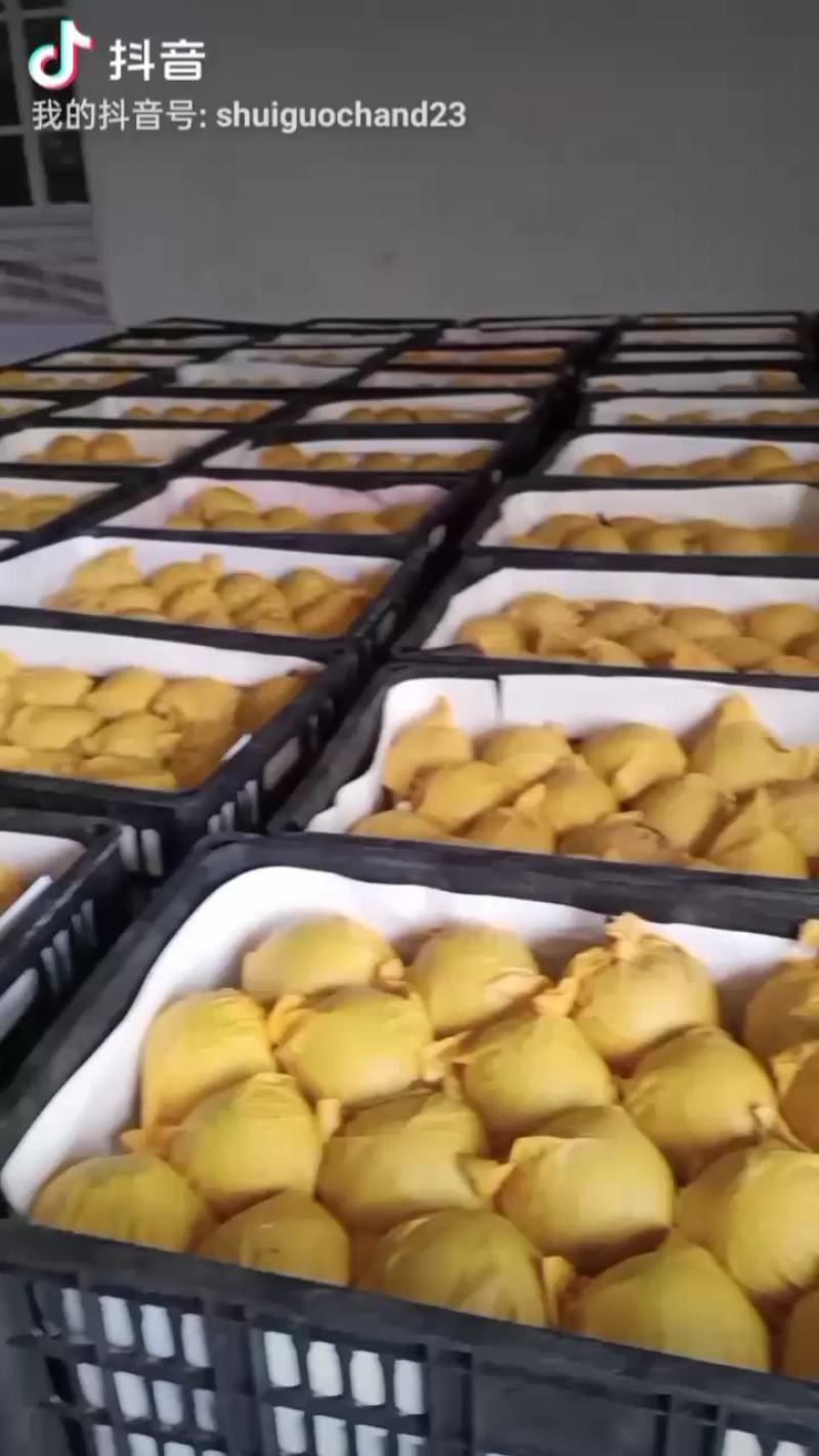 精品自然色皇冠6两以上，产地直发，货源充足，
