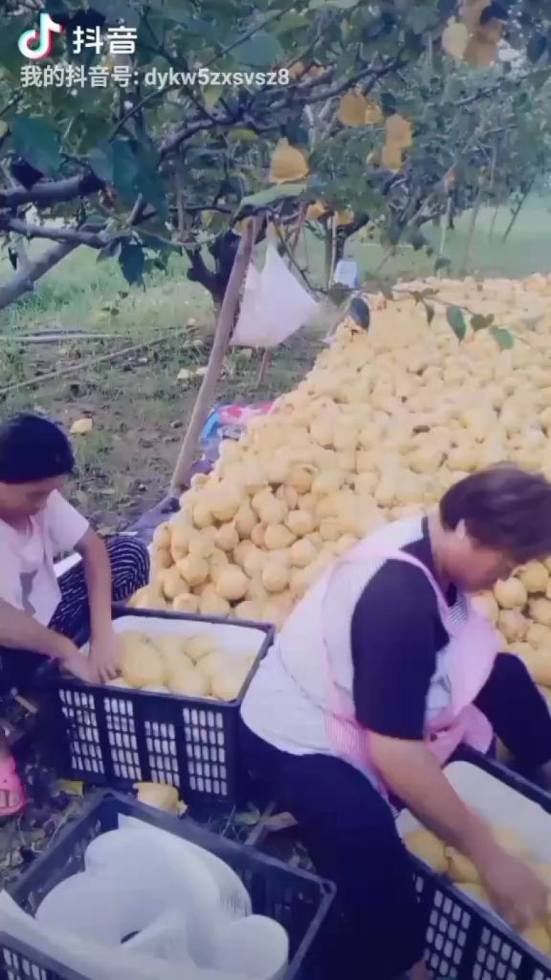 精品自然色皇冠6两以上，产地直发，货源充足，