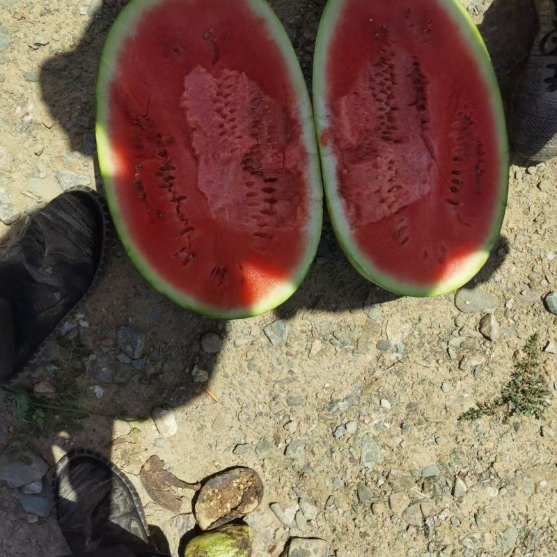 产地代办宁夏硒砂瓜石头西瓜代发全国保证质量