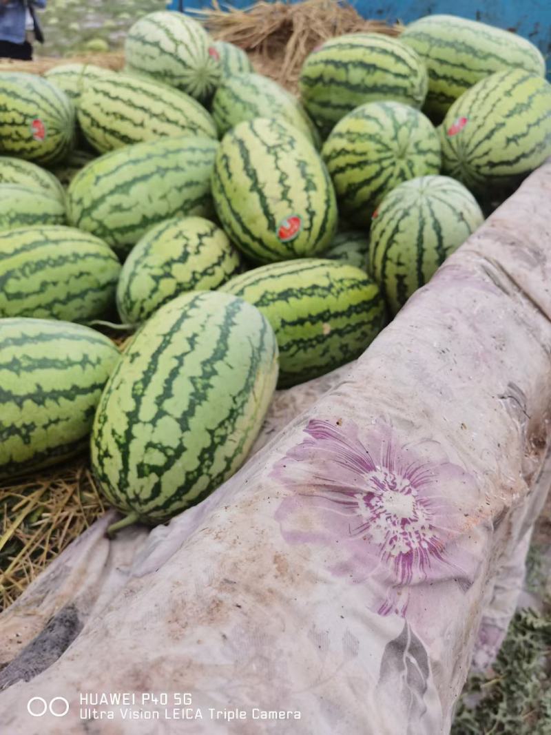 产地代办宁夏硒砂瓜石头西瓜代发全国保证质量