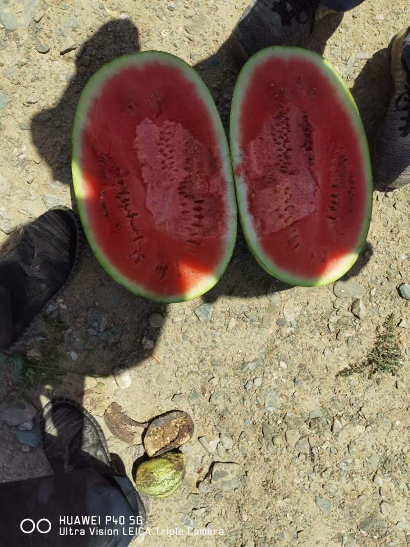 产地代办宁夏硒砂瓜石头西瓜代发全国保证质量