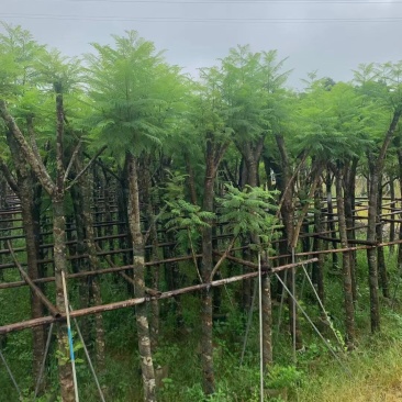 五年以上精品蓝花楹