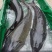 源头工厂鲟鱼营养丰富长期有货