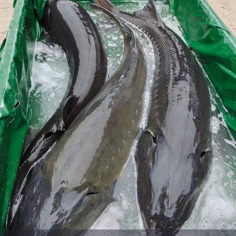源头工厂鲟鱼营养丰富长期有货