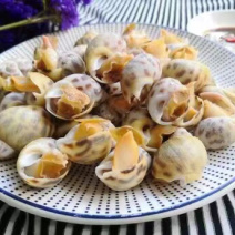 物流包邮东风螺长期供应支持拿样
