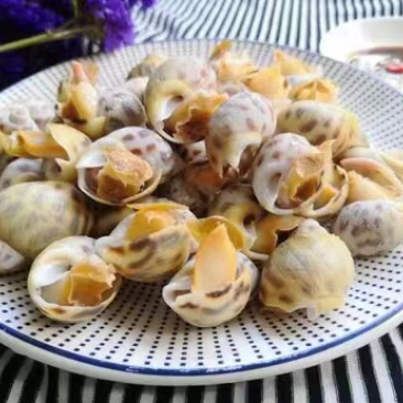 物流包邮东风螺长期供应支持拿样
