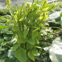 赤苍藤，姑娘菜货源稳定，新鲜绿色