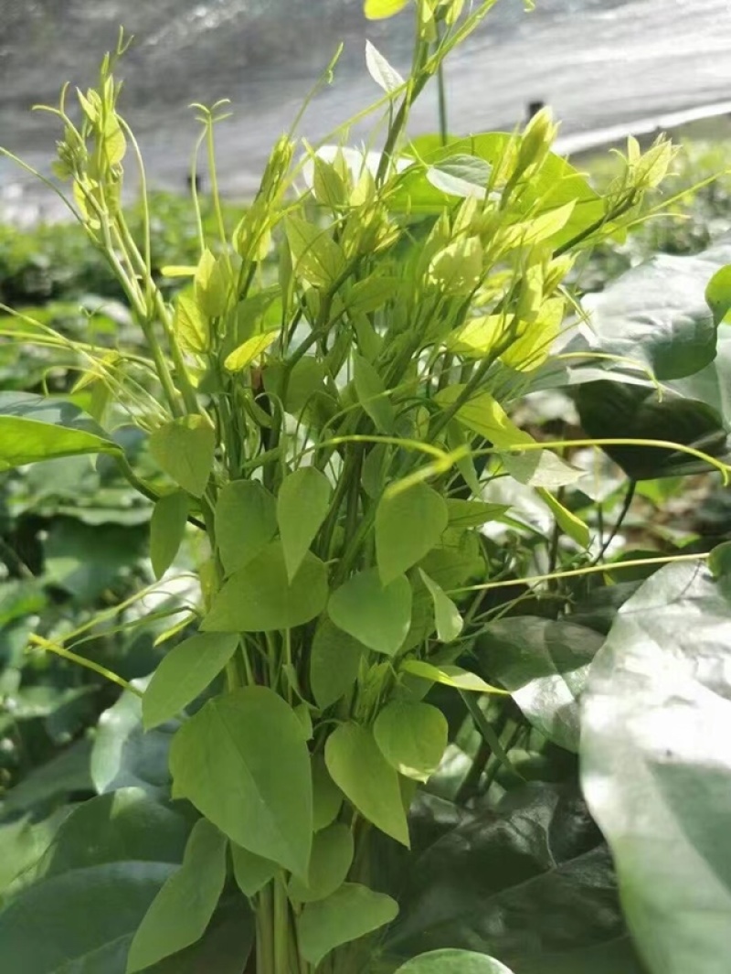 赤苍藤，姑娘菜货源稳定，新鲜绿色