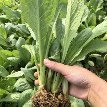 量大从优现挖现发优质品种油麦菜苗纯正