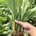 量大从优现挖现发优质品种油麦菜苗纯正
