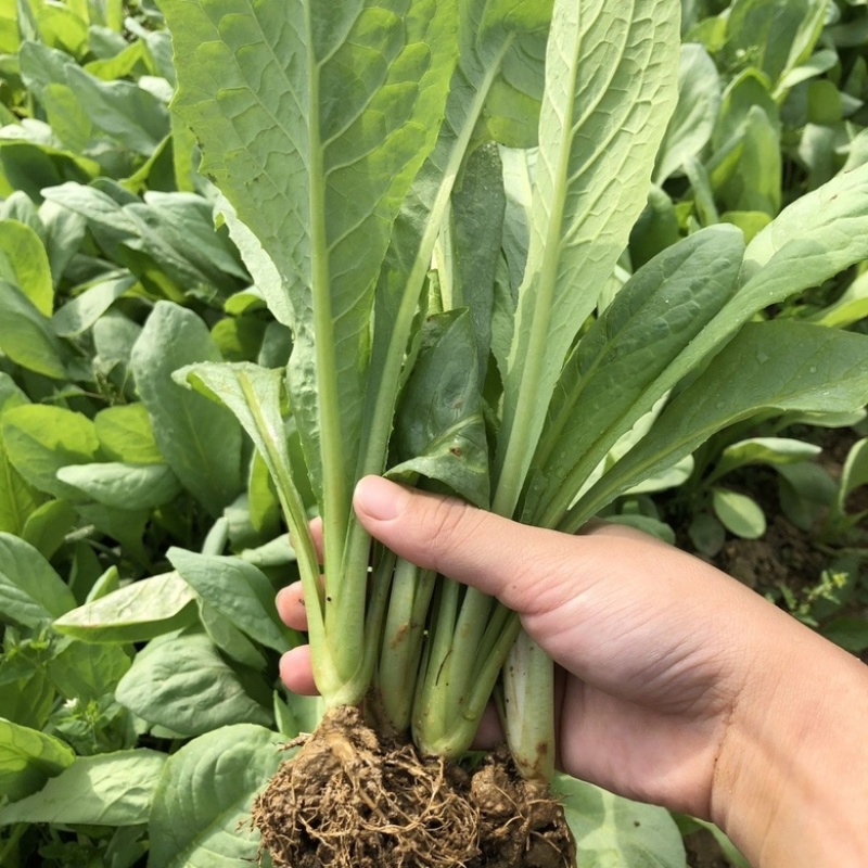 量大从优现挖现发优质品种油麦菜苗纯正