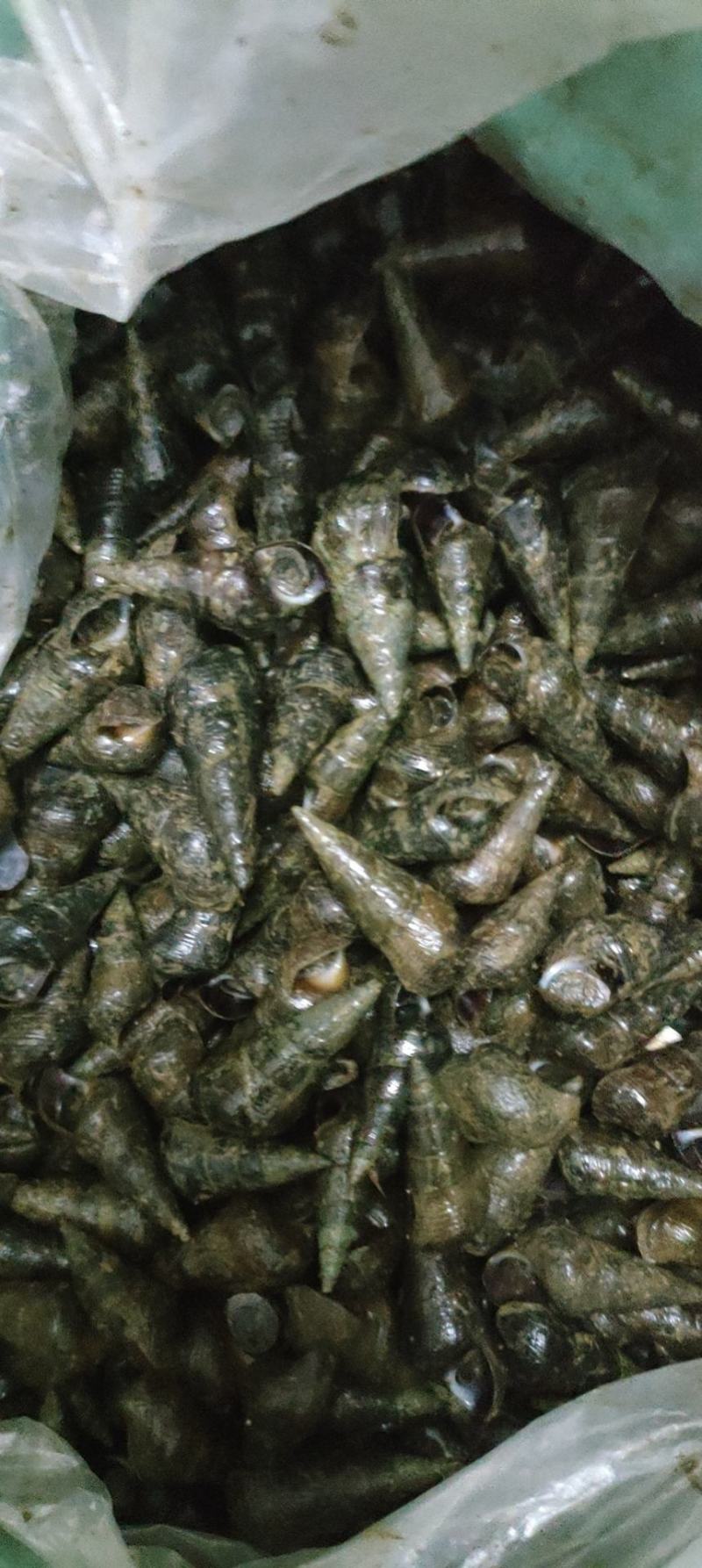 现捞现发山坑螺量大优惠物流包邮
