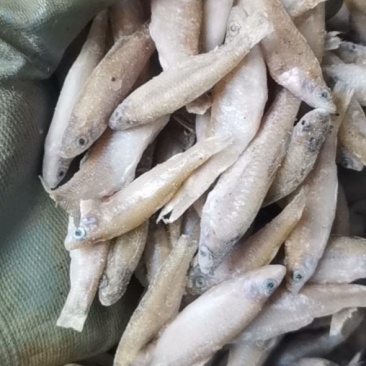 物流包邮麦穗鱼新鲜无冰随时可聊