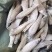 物流包邮麦穗鱼新鲜无冰随时可聊