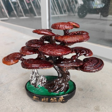 灵芝盆景筛好直发根须优质支持拿样