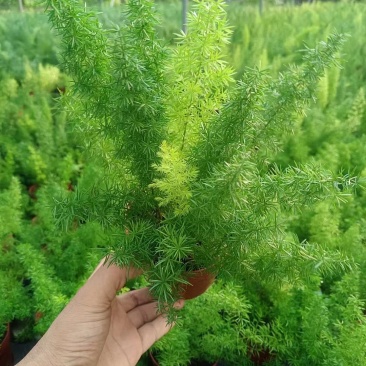 天门冬抗病害强现挖现发诚信经营