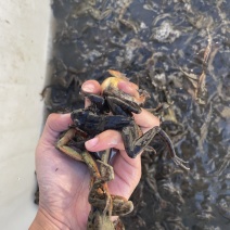 鲜活冷冻林蛙物流包邮诚信经营