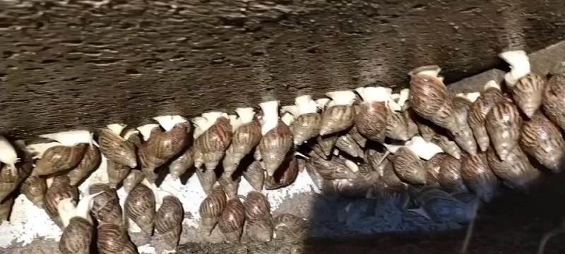蜗牛