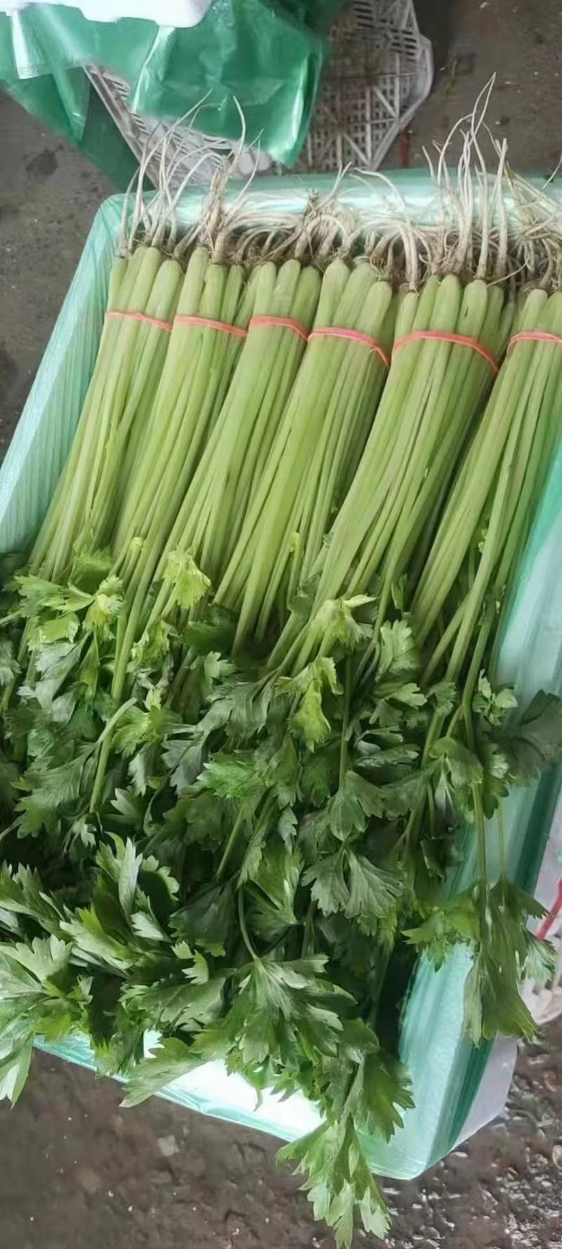 精品香芹对接市场档口，电商，商超