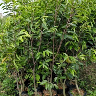 正规货源沉香木量大优惠24小时在线服务