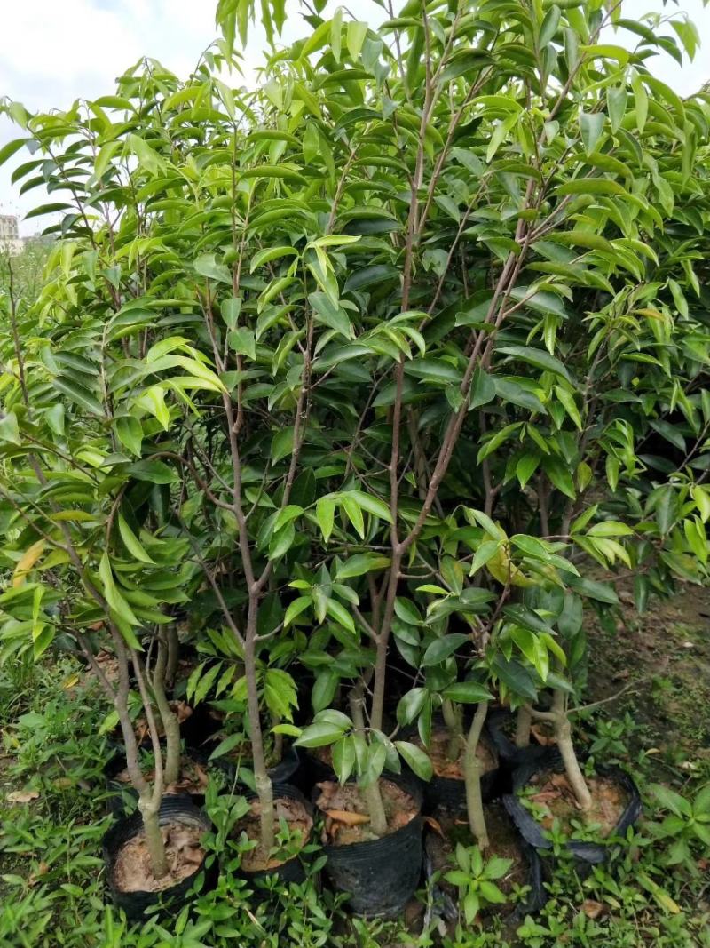 正规货源沉香木量大优惠24小时在线服务