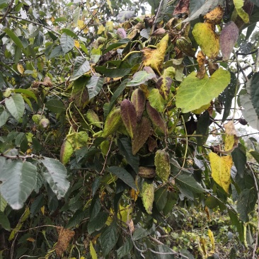 量大从优萝藦高成活率园圃直发