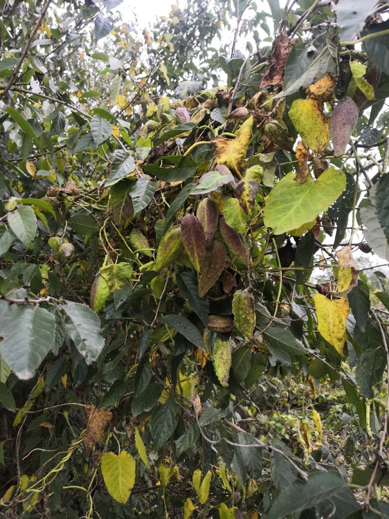 量大从优萝藦高成活率园圃直发
