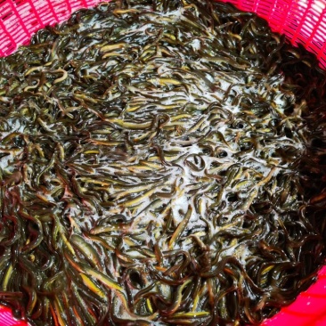 鲜活冷冻泥鳅原产地直供量大优惠