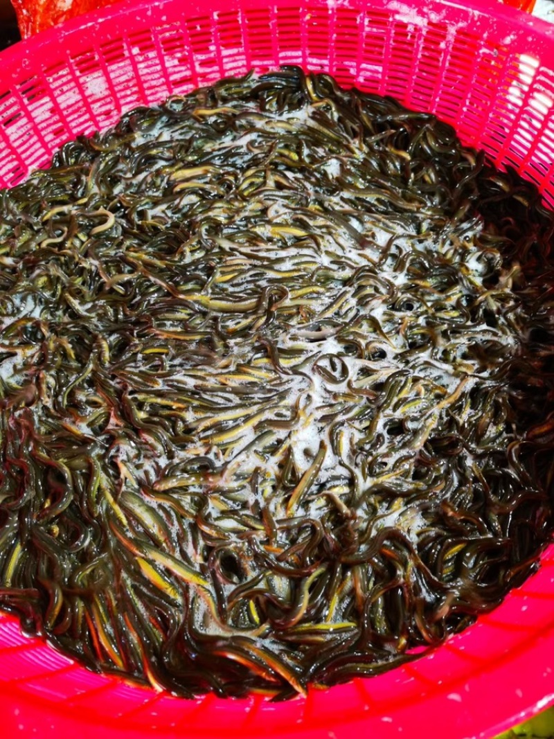 鲜活冷冻泥鳅原产地直供量大优惠