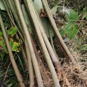 专业培育品种油桐苗基地直销免费送货