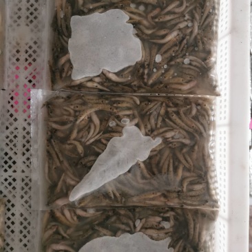 鲜活冷冻山根鱼原产地量大批发