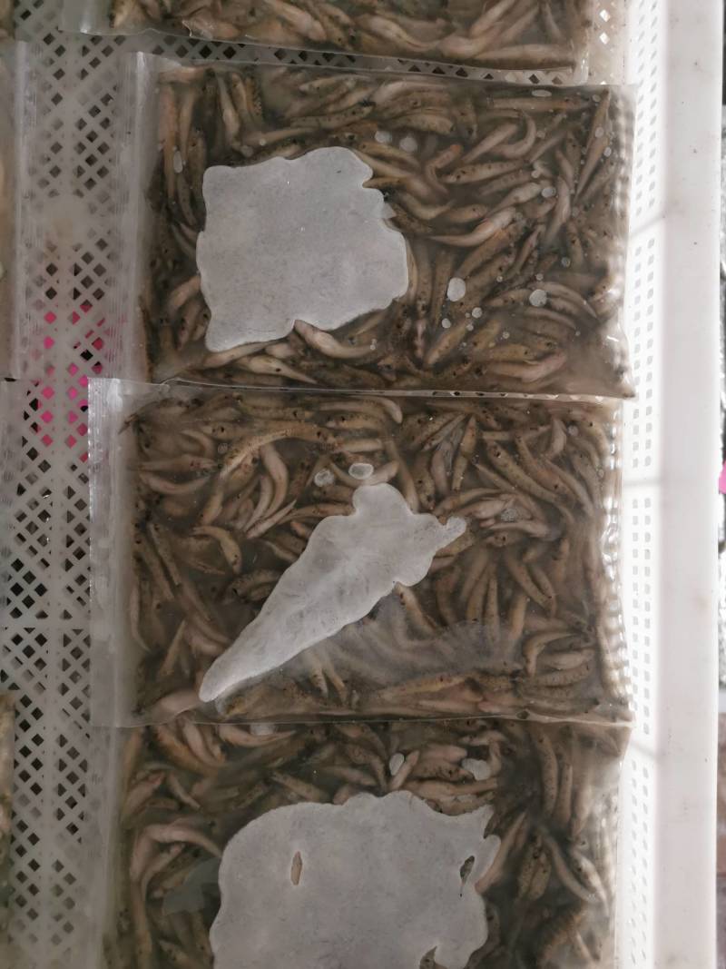 鲜活冷冻山根鱼原产地量大批发