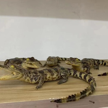 鳄鱼苗
