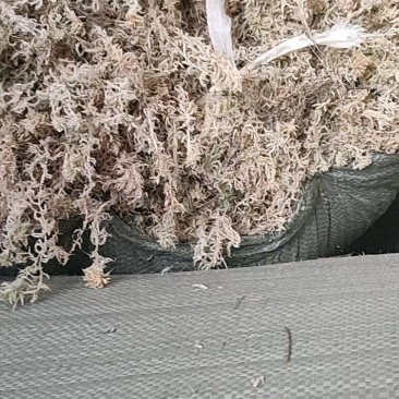 保湿发货水苔正规货源欢迎电话咨询