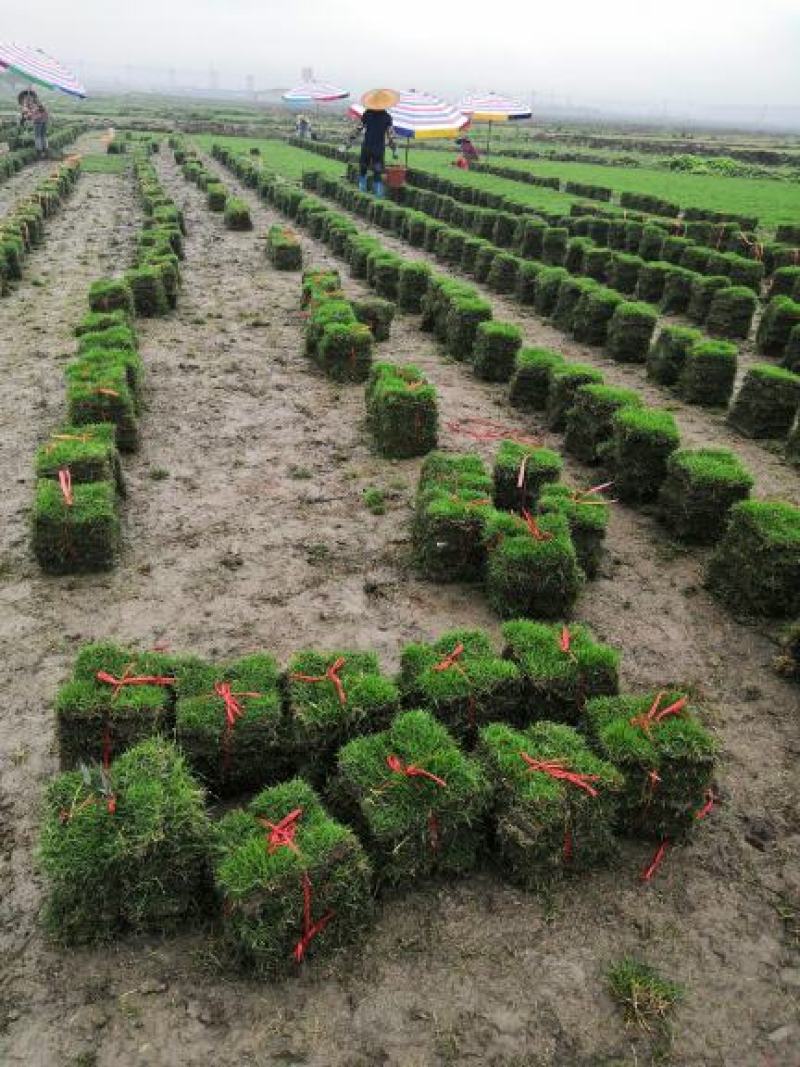 广西南宁大量现货供应马尼拉草、台湾草皮，草坪