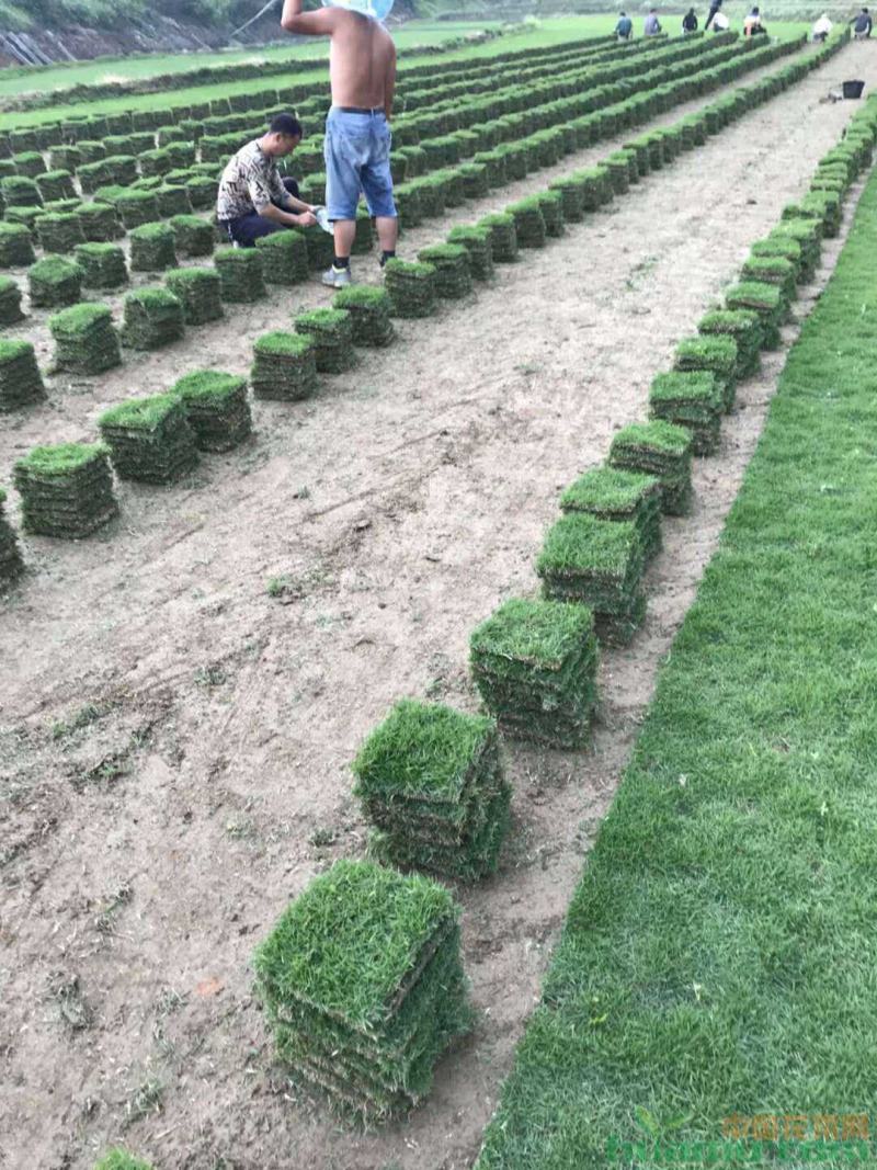 广西南宁大量现货供应马尼拉草、台湾草皮，草坪