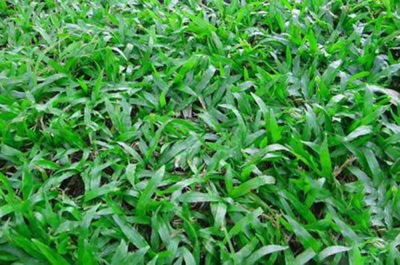 【热卖】广西南宁大叶油草皮草坪草质量保证可视频看货
