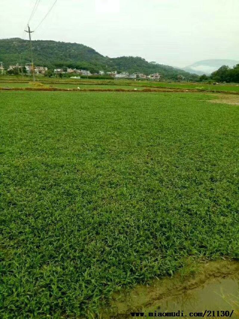 【热卖】广西南宁大叶油草皮草坪草质量保证可视频看货