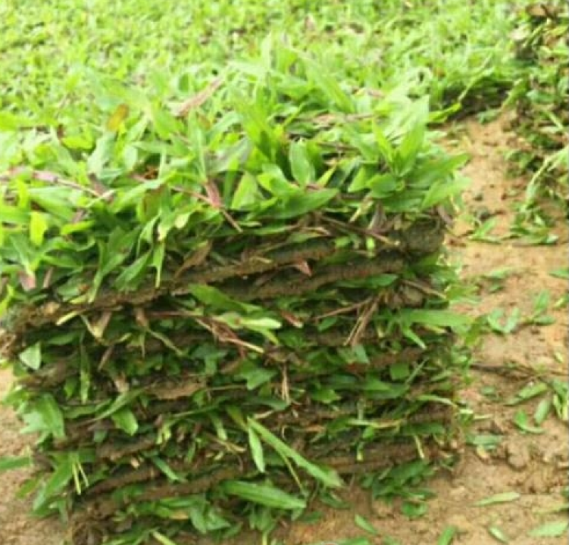 【热卖】广西南宁大叶油草皮草坪草质量保证可视频看货