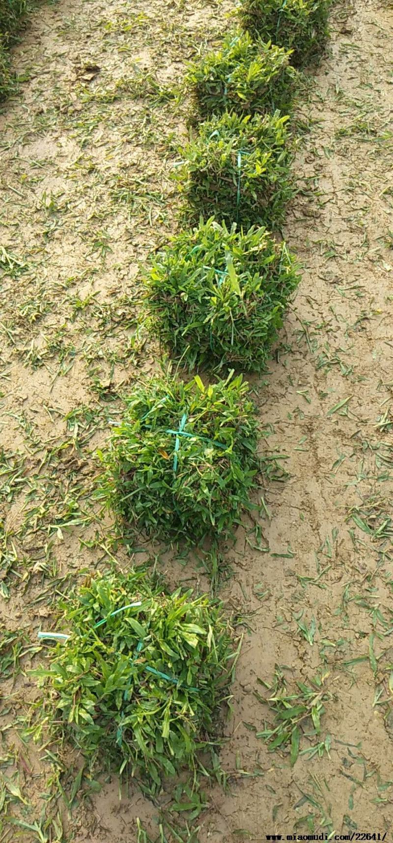 【热卖】广西南宁大叶油草皮草坪草质量保证可视频看货