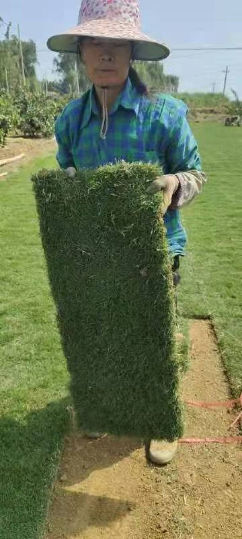 【优质】广西南宁马尼拉草、台湾草、草皮、草坪、草卷