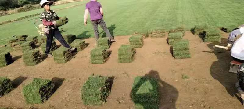【优质】广西南宁马尼拉草、台湾草、草皮、草坪、草卷