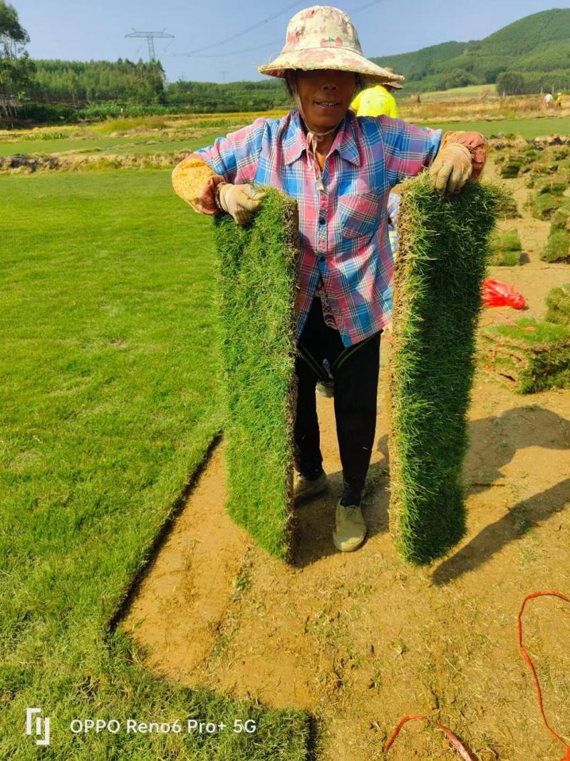 【优质】广西南宁马尼拉草、台湾草、草皮、草坪、草卷