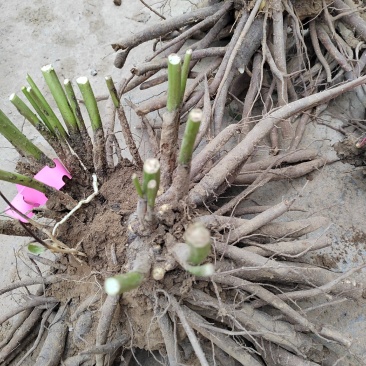 无添加芍药苗基地发货量大优惠